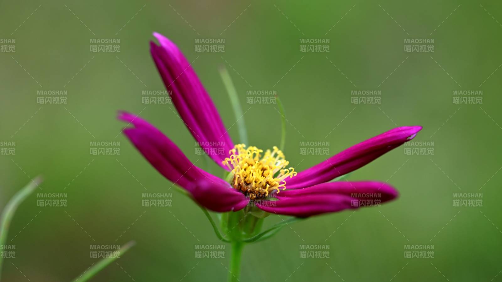 紫色花朵的美丽瞬间图片