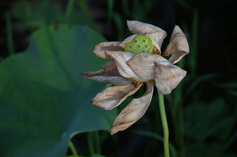 凋零的荷花与莲蓬图片
