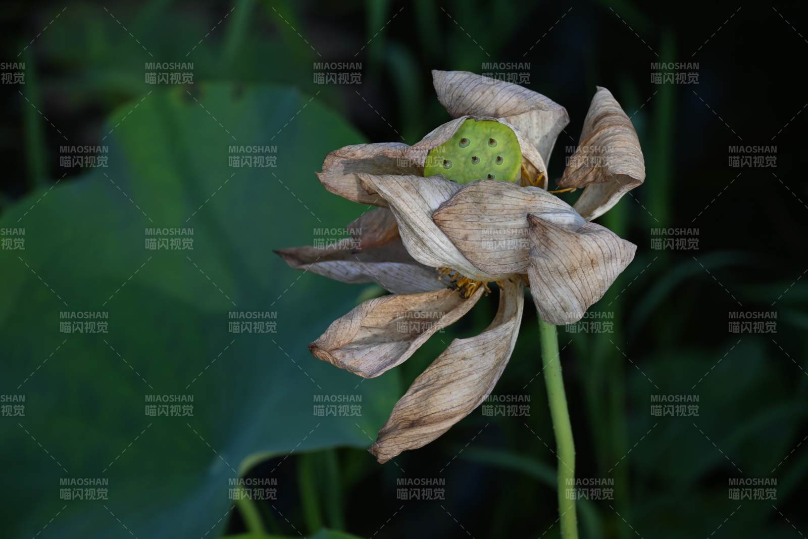 凋零的荷花与莲蓬图片