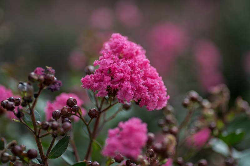 紫薇花绽放美丽瞬间图片