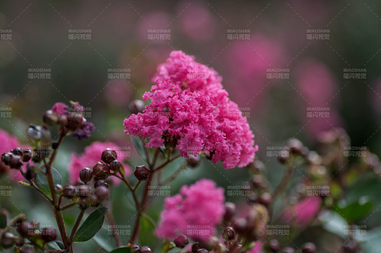 紫薇花绽放美丽瞬间图片