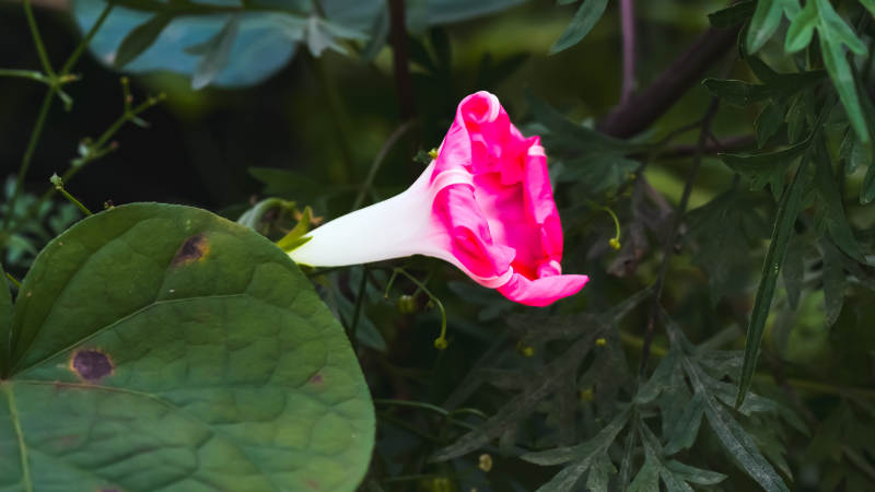 粉色牵牛花在绿叶中绽放图片