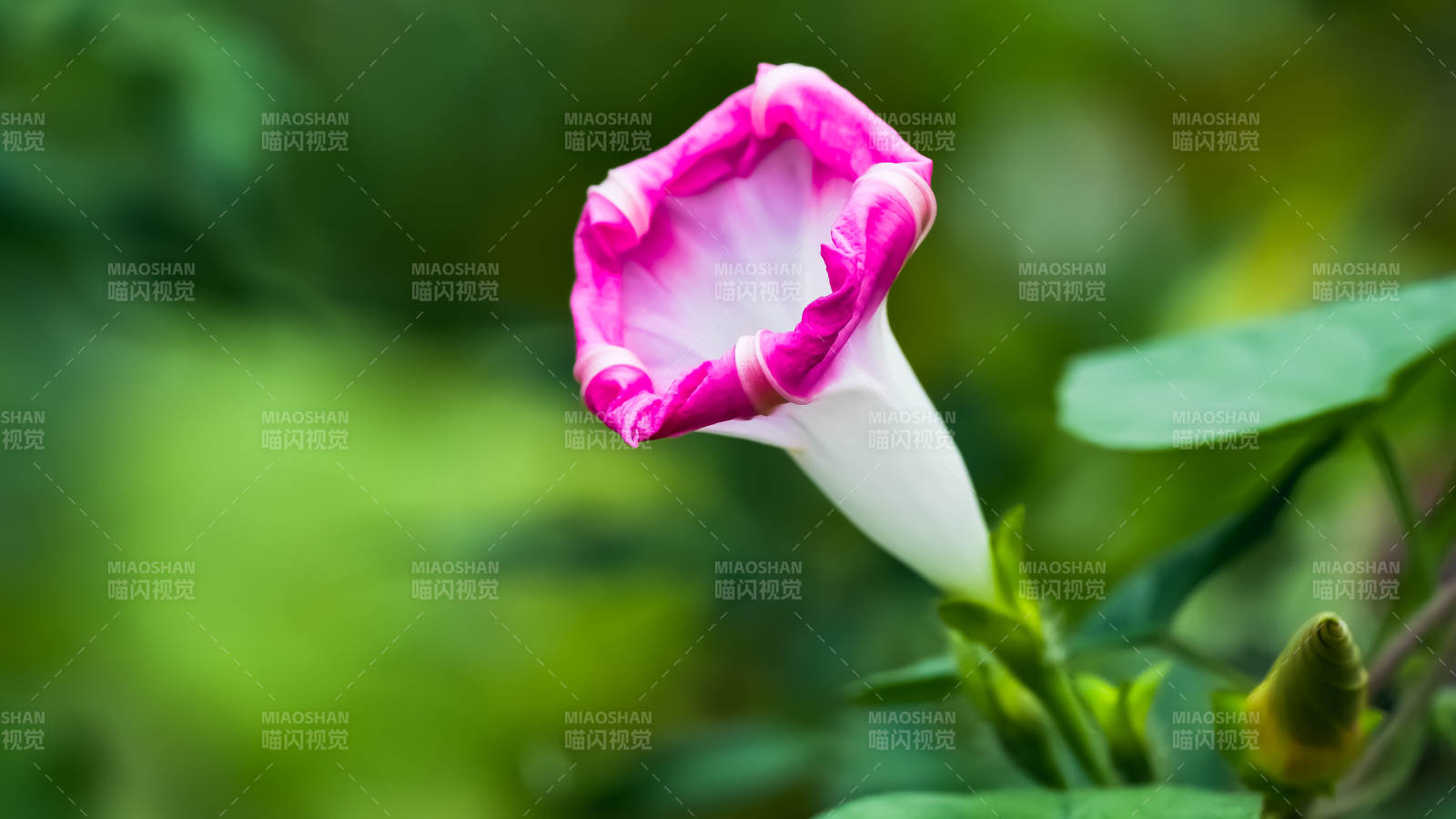 粉色喇叭花绽放瞬间图片