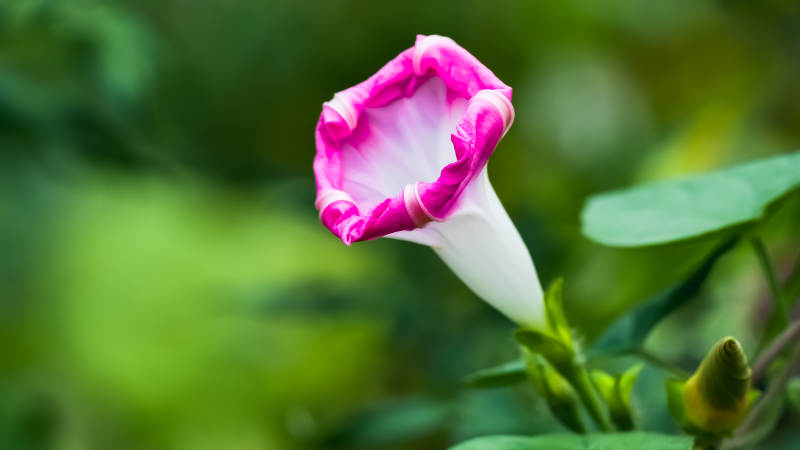 粉色喇叭花绽放瞬间图片