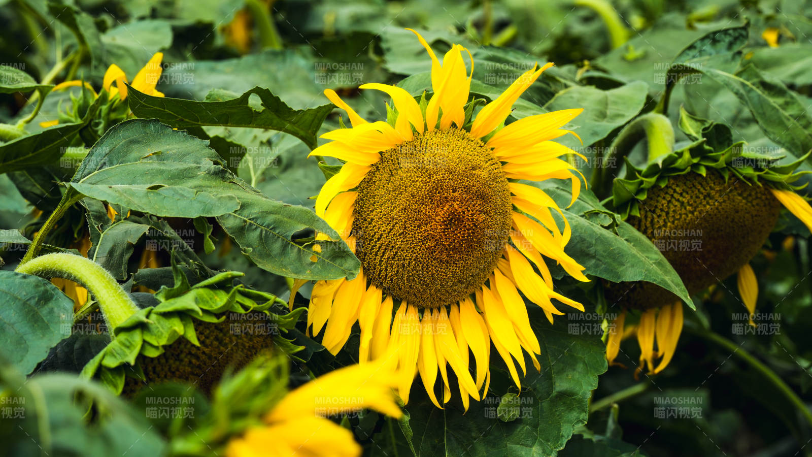 向日葵盛开的夏日景象图片
