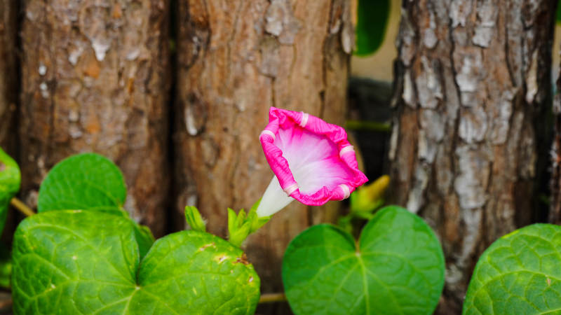 粉花绿叶树旁绽放图片
