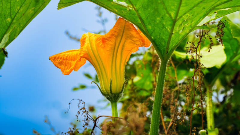 南瓜花在阳光下绽放图片