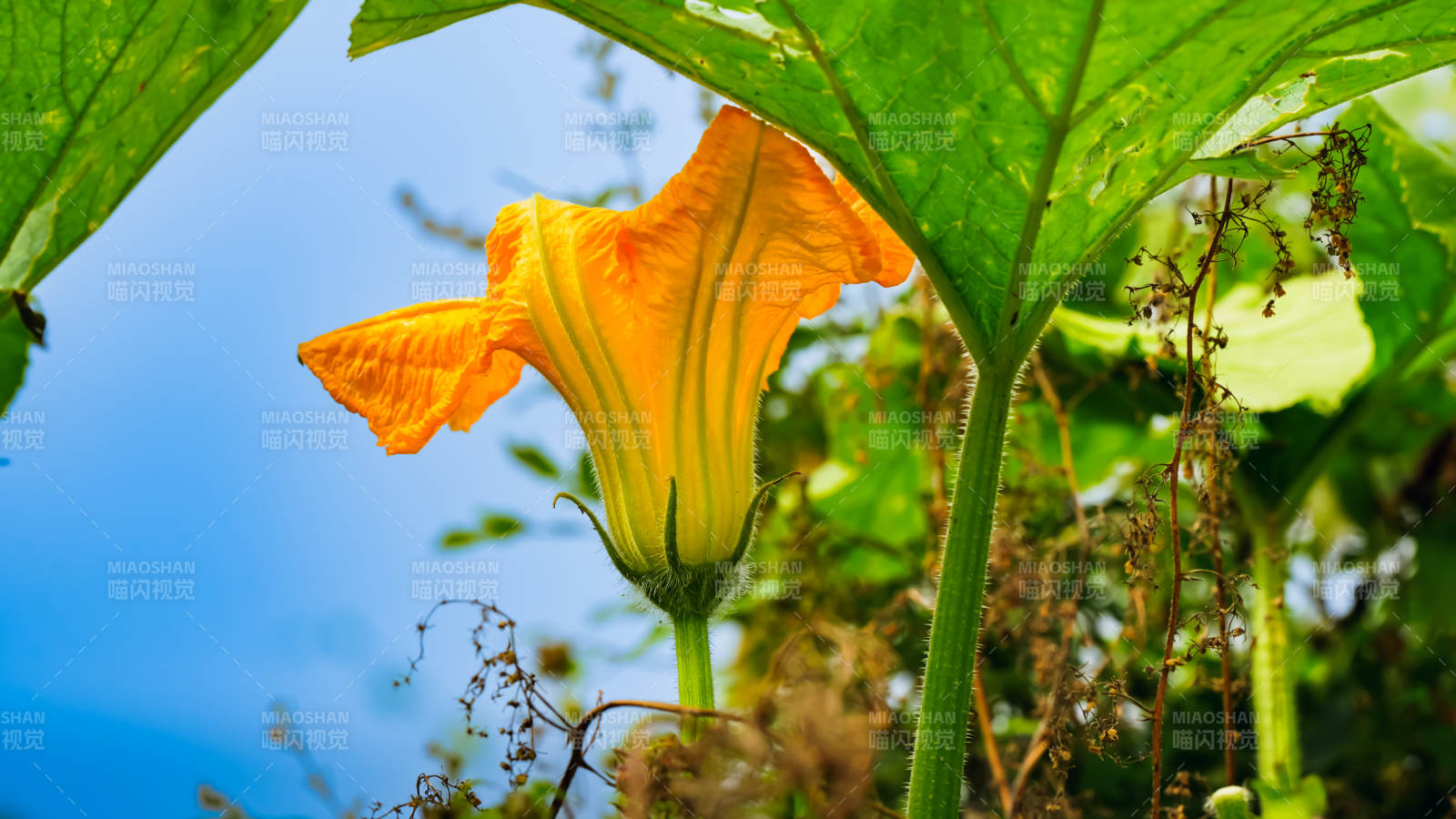 南瓜花在阳光下绽放图片