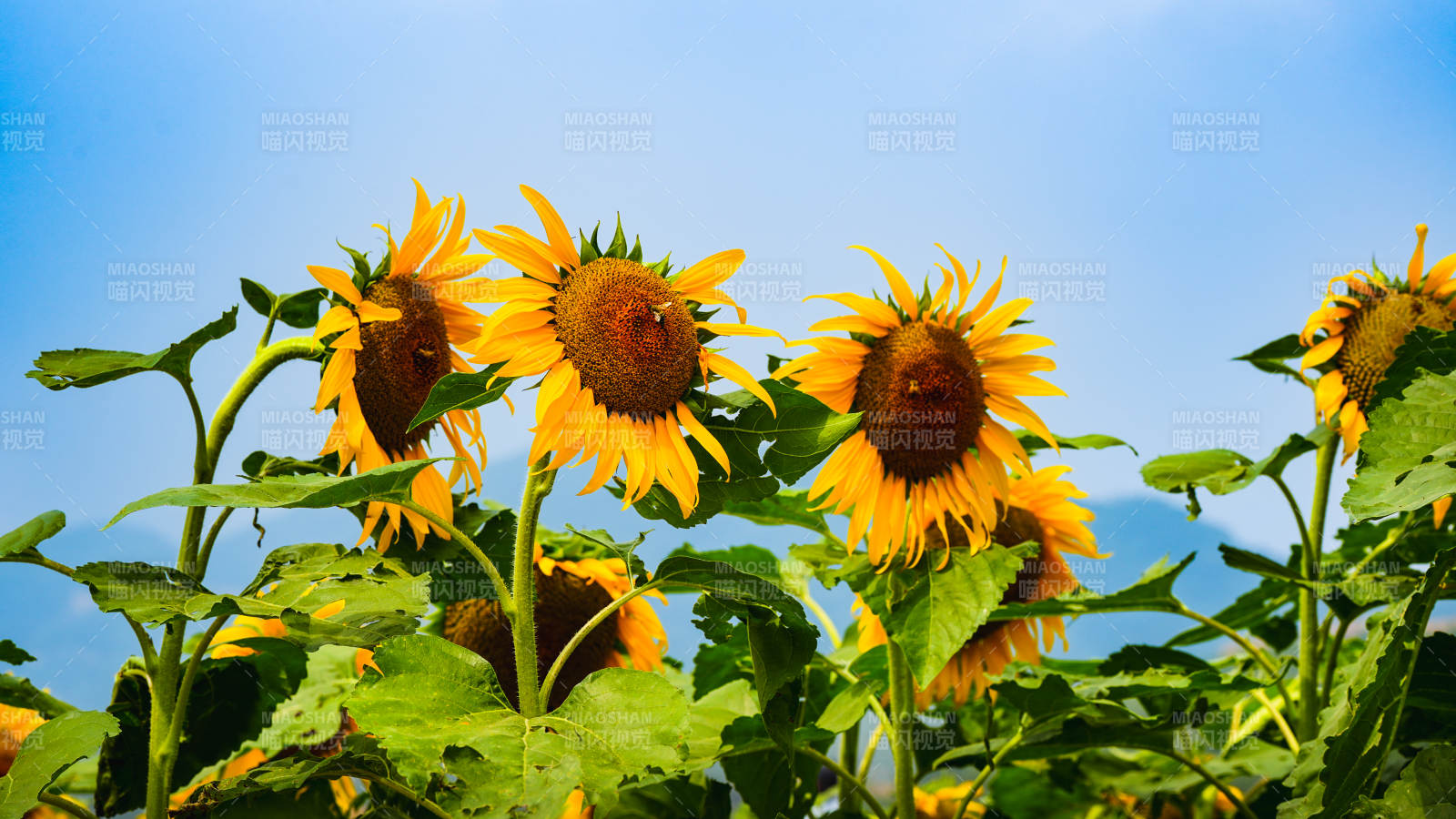 向日葵在阳光下绽放图片