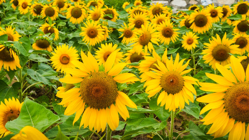 向日葵花田明媚绽放图片