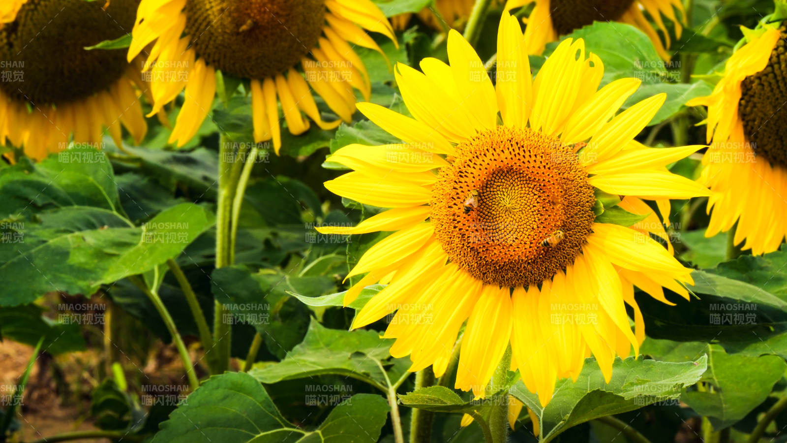 蜜蜂采蜜向日葵花田图片
