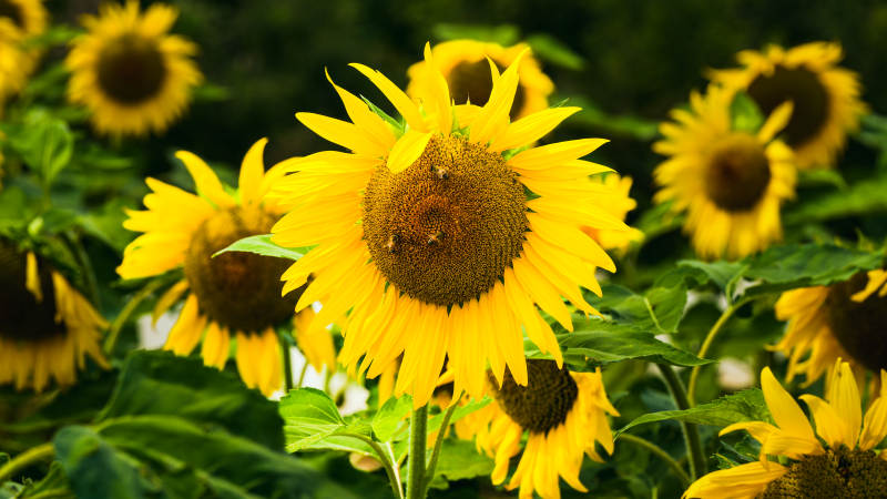 向日葵盛开的夏日景象图片