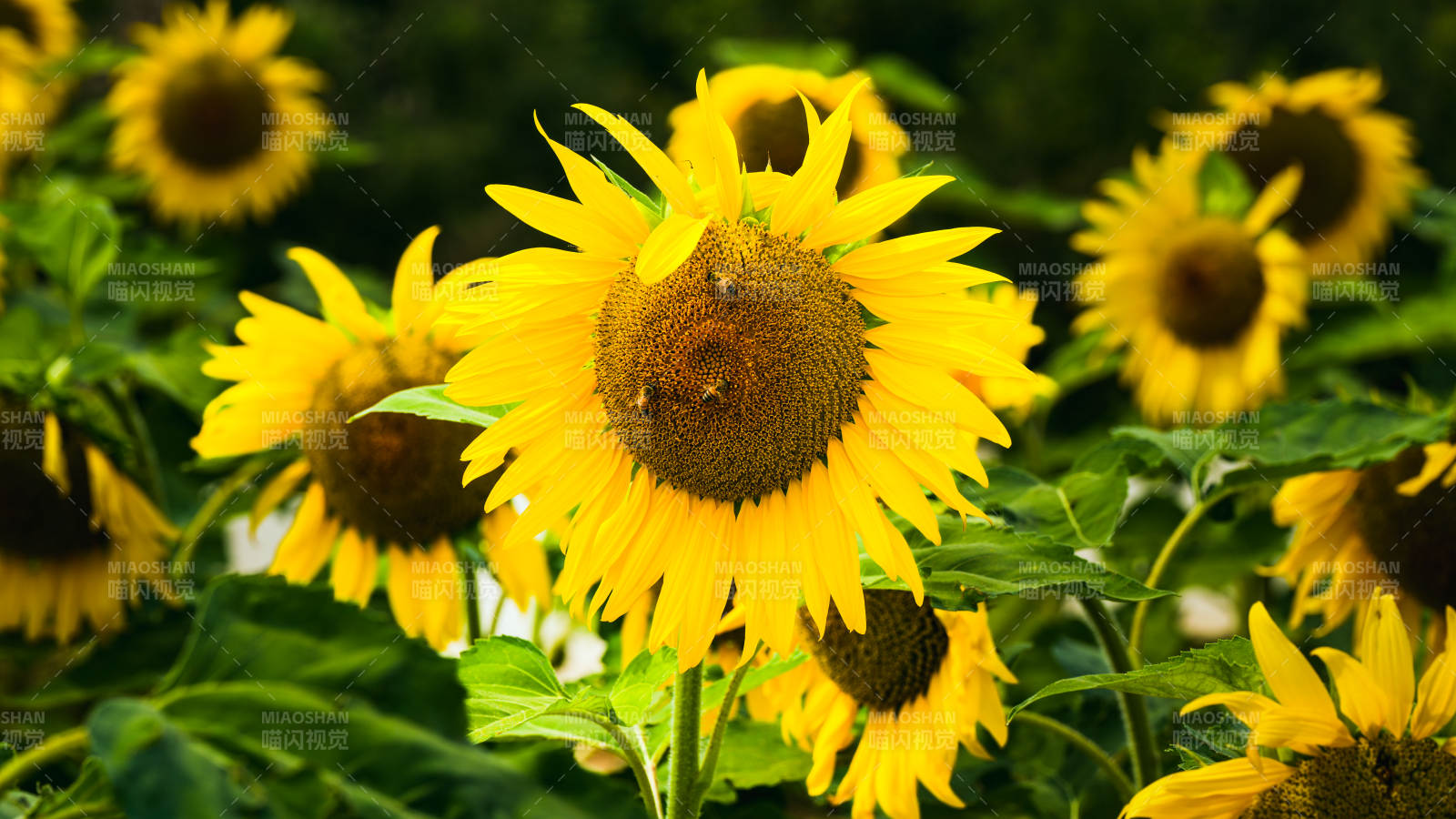 向日葵盛开的夏日景象图片