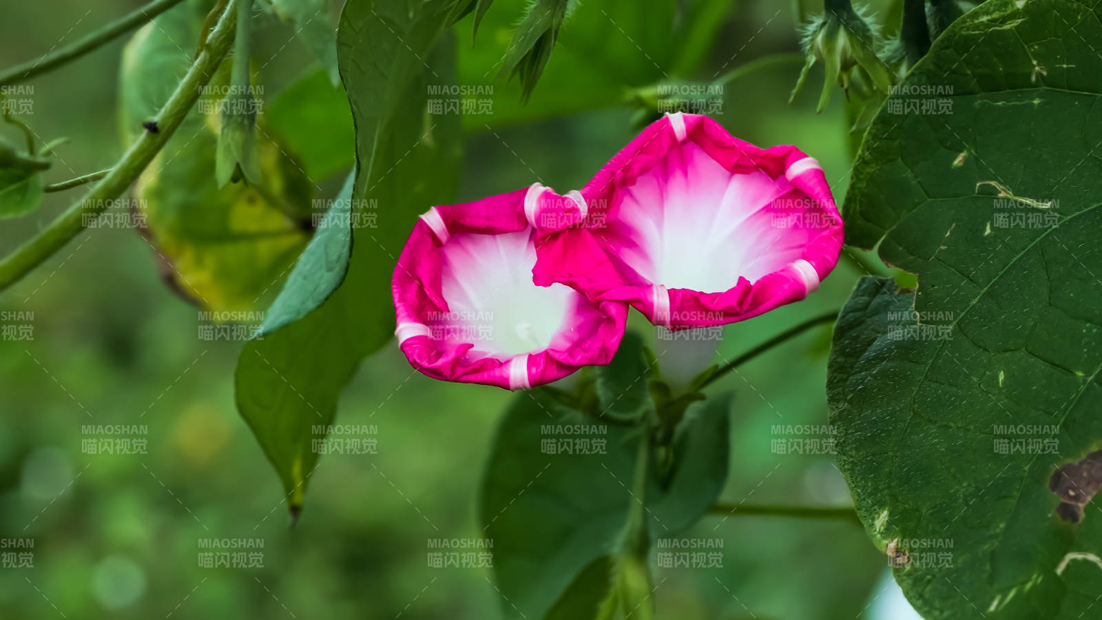 粉色牵牛花的美丽瞬间图片