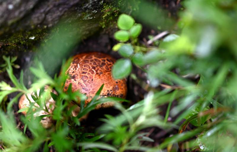 林间蘑菇隐草丛图片