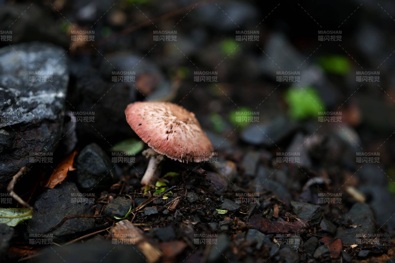 林间小蘑菇图片