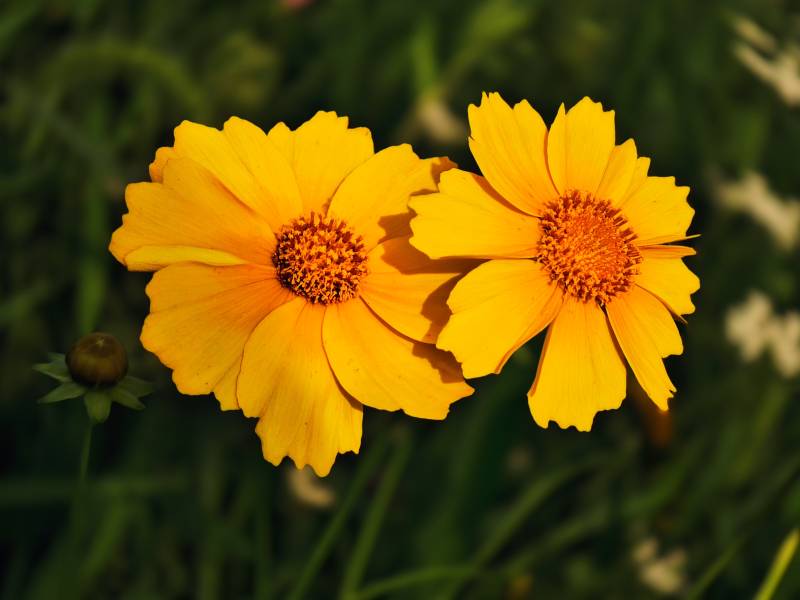 两朵明亮的黄色花朵图片