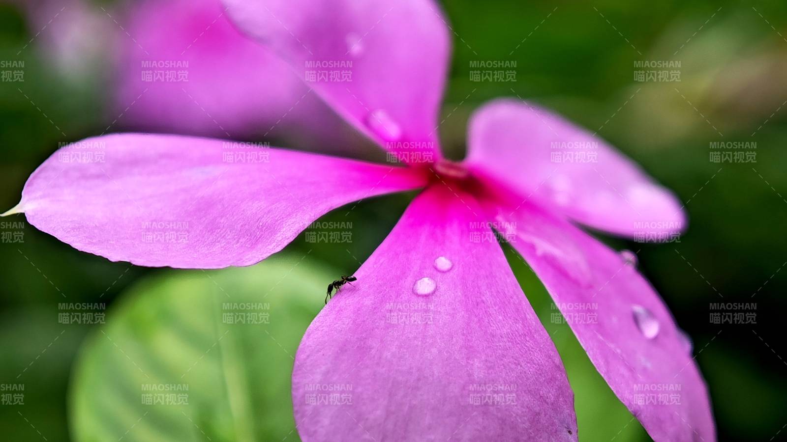 紫花上的露珠与小虫图片