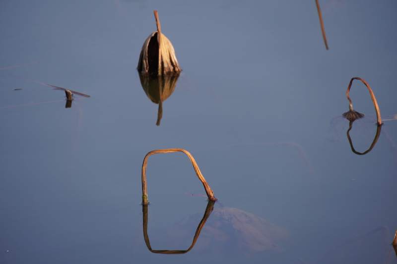 静水中的枯荷倒影图片
