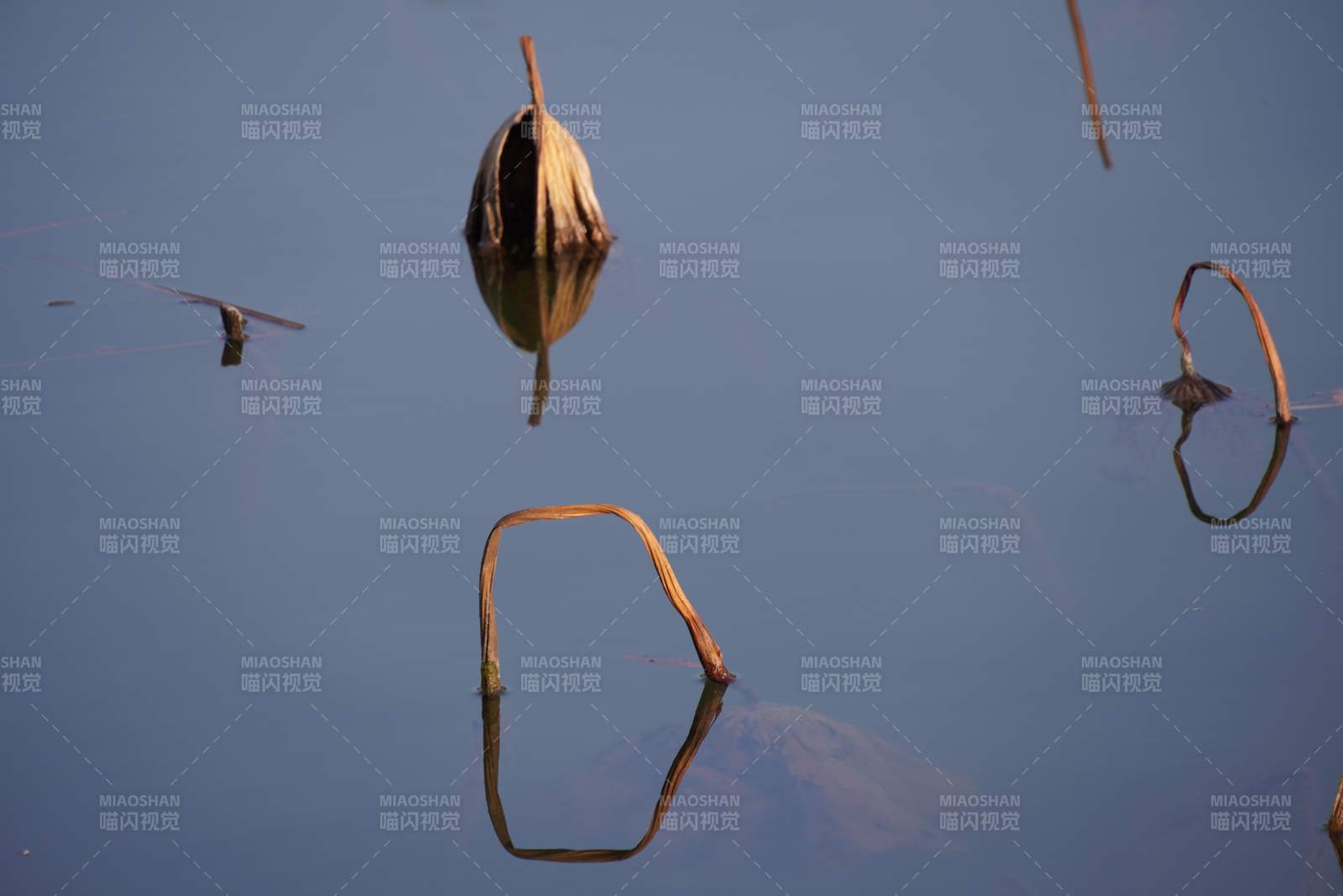 静水中的枯荷倒影图片