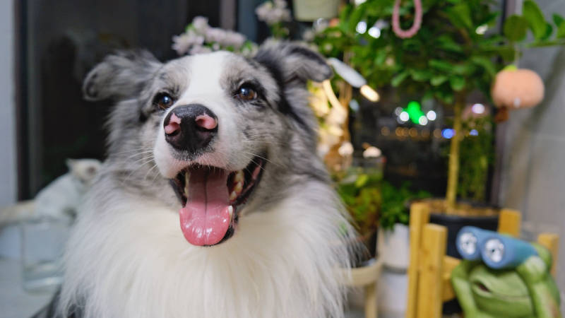 开心的狗狗露舌头图片