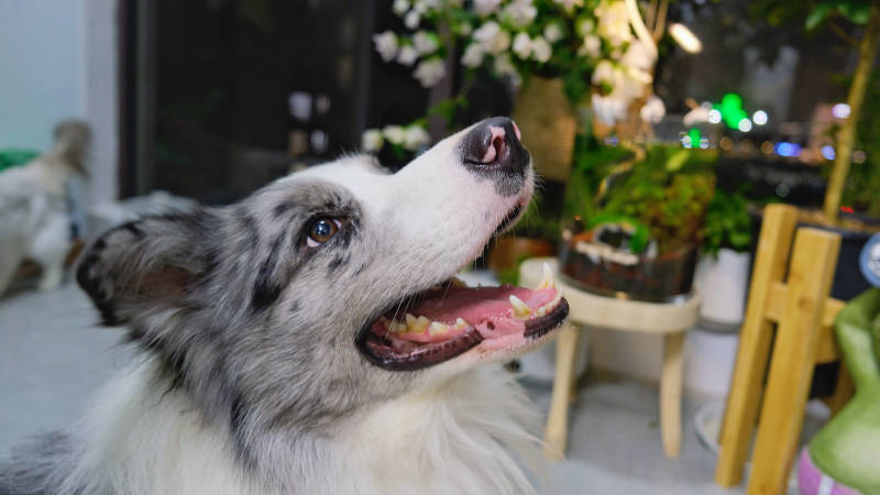 萌犬仰望 笑容灿烂图片