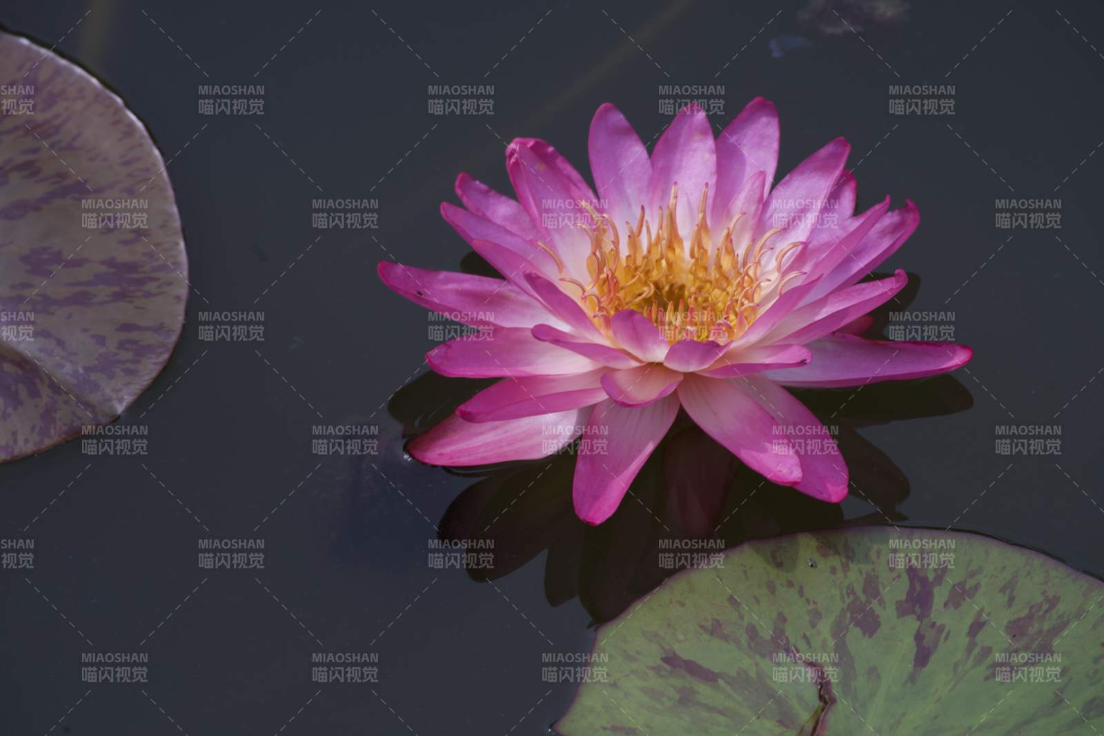 粉红睡莲静谧绽放图片