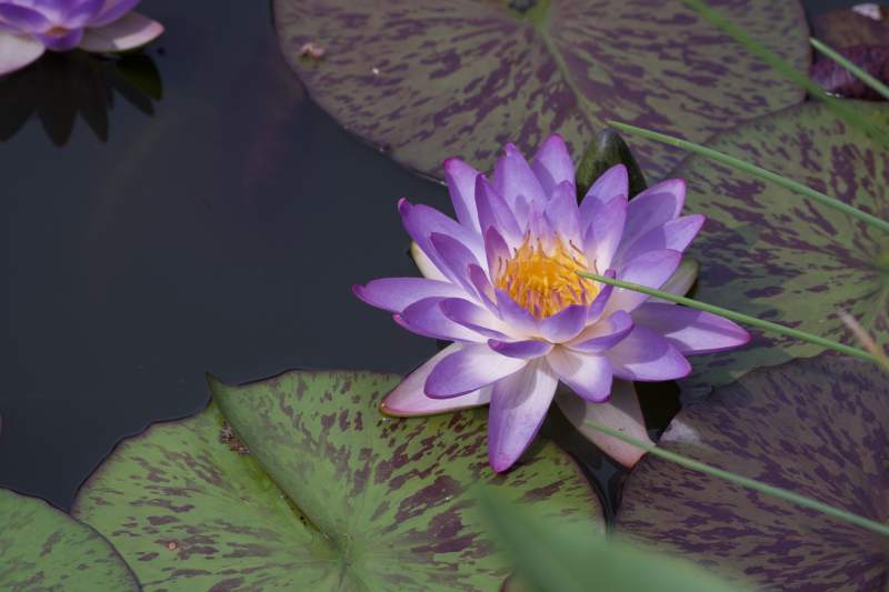 池塘中的紫色莲花图片