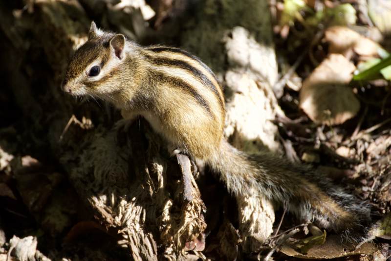 林间小松鼠 阳光下的灵动图片