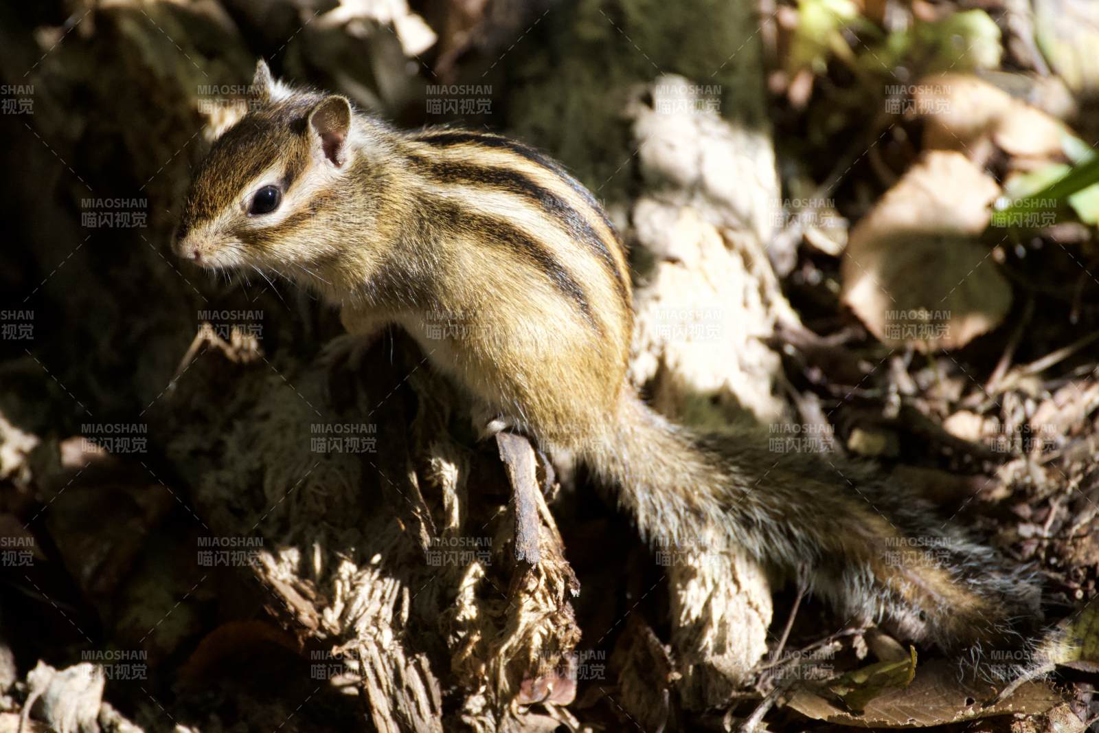林间小松鼠 阳光下的灵动图片