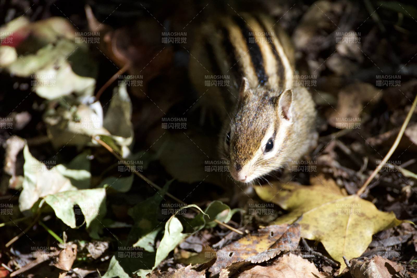 秋叶中的小松鼠图片