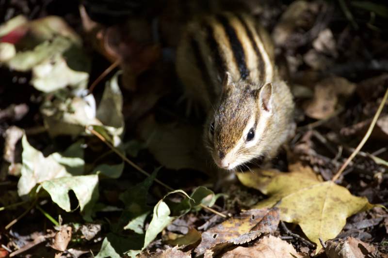 秋叶中的小松鼠图片