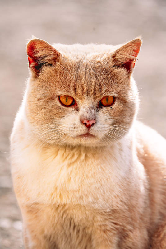 橙色猫咪的凝视图片