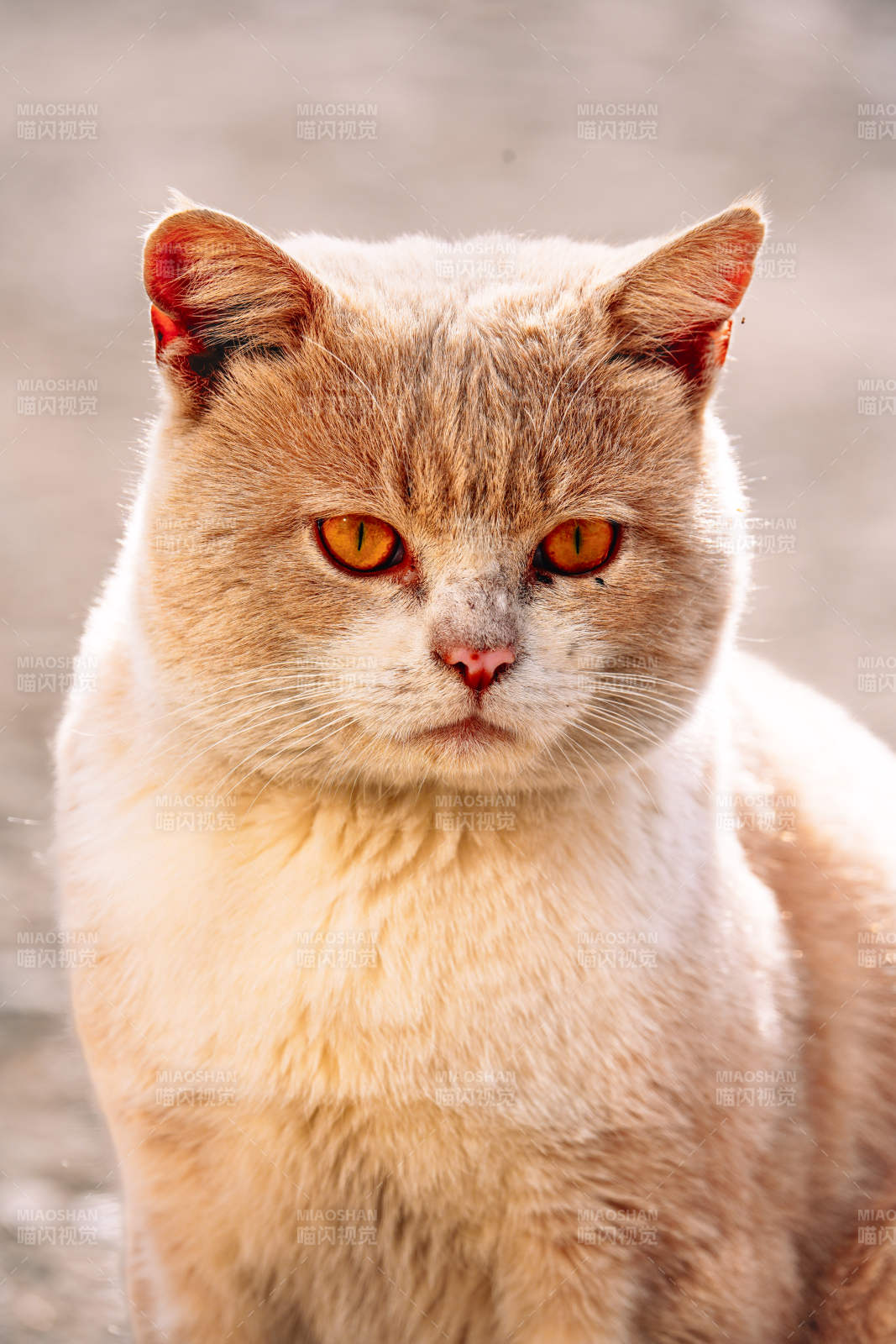 橙色猫咪的凝视图片