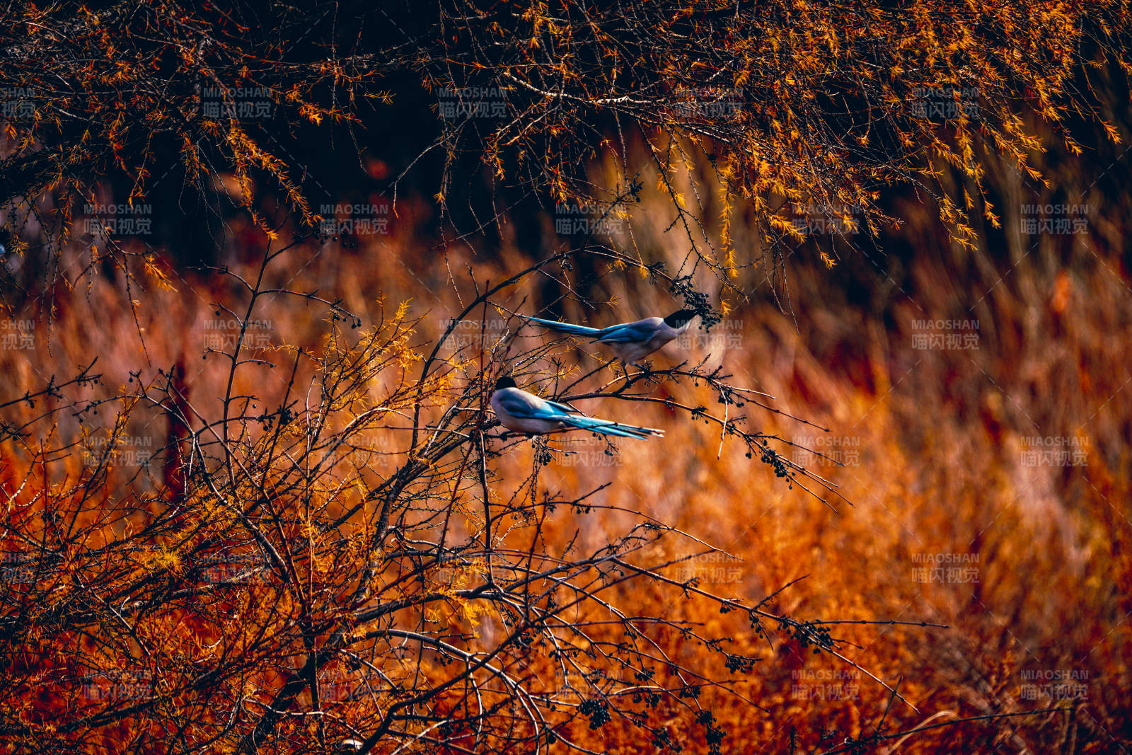 秋日枝头双鸟栖图片