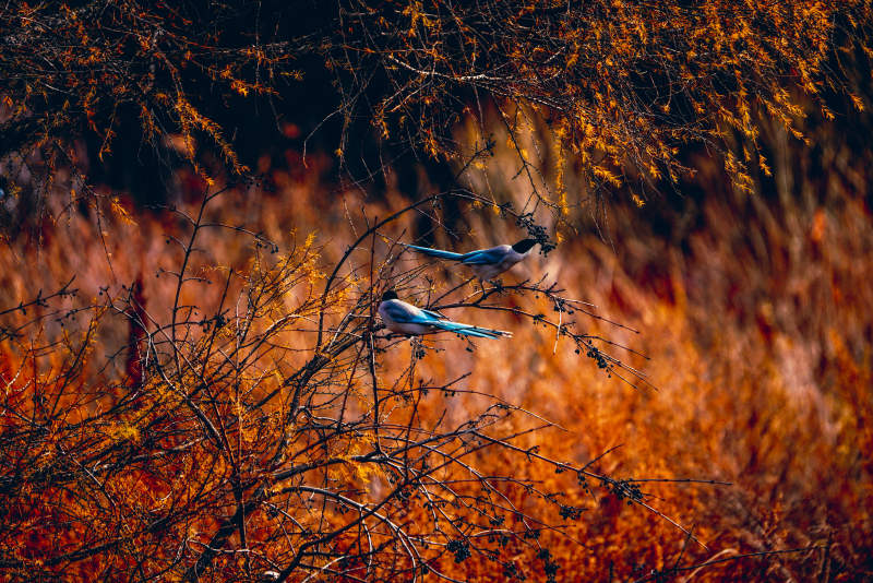 秋日枝头双鸟栖图片