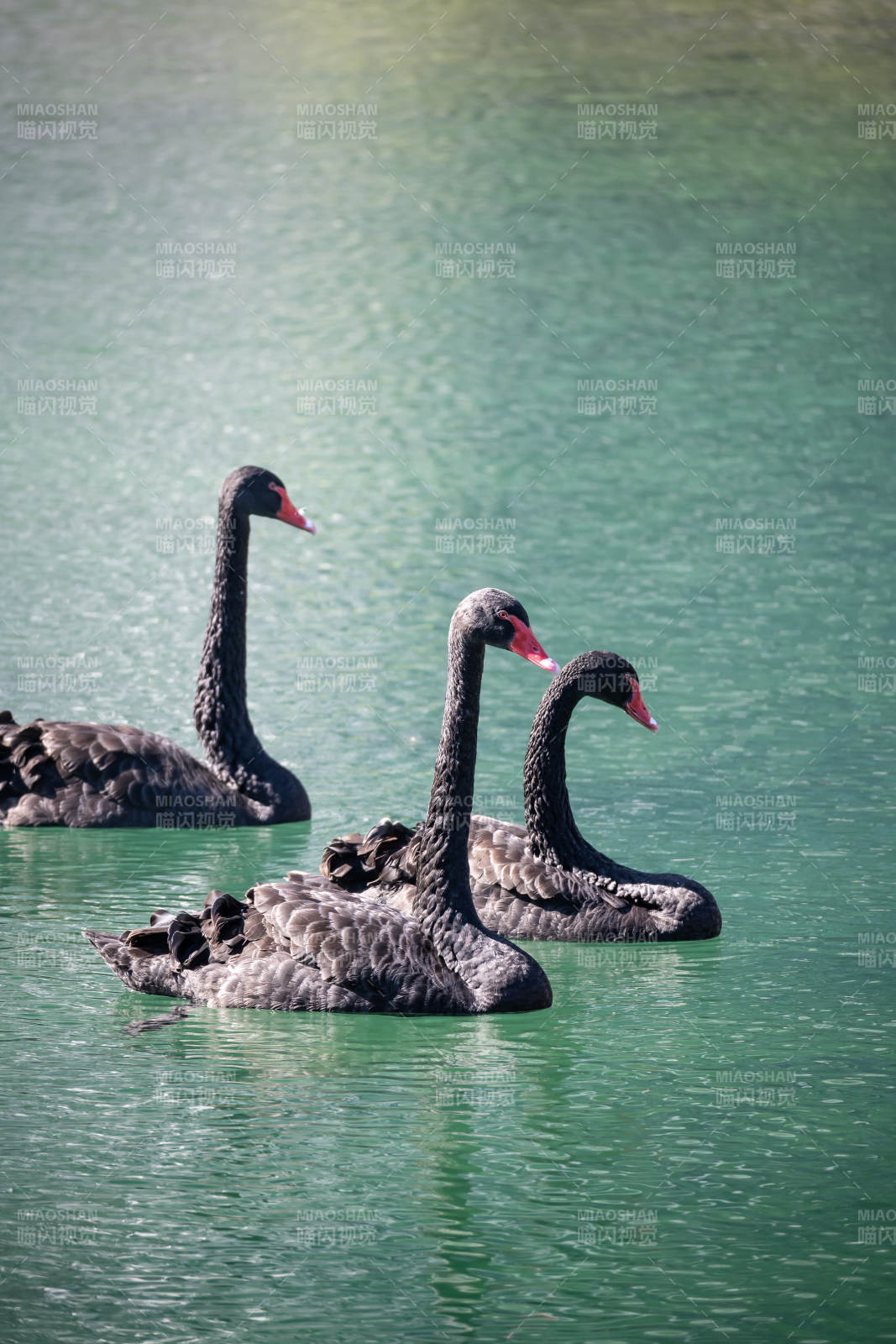 湖中三只黑天鹅图片