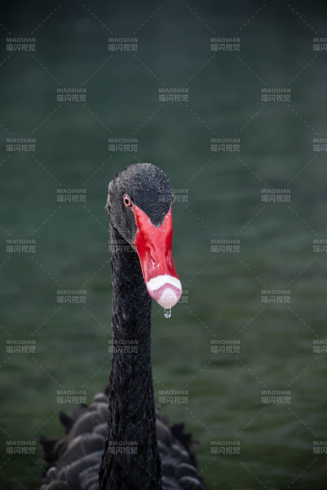 黑天鹅的优雅瞬间图片