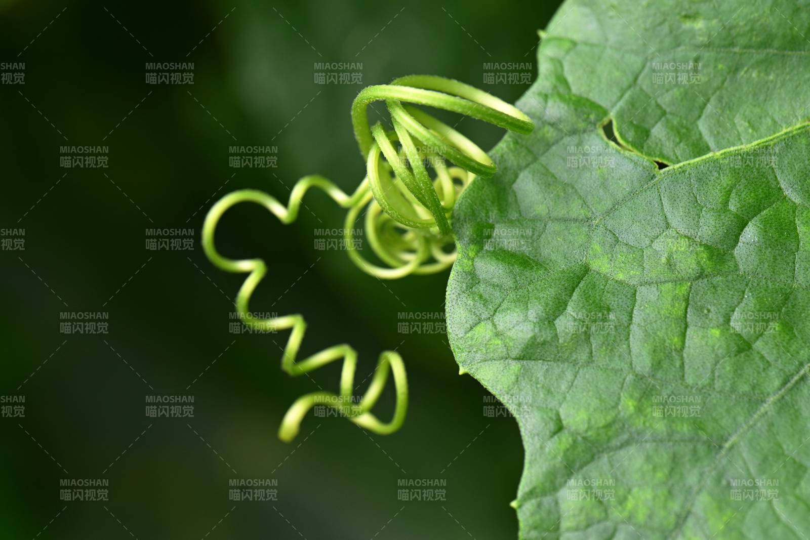 藤蔓与绿叶的自然之美图片