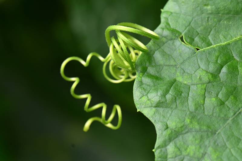 藤蔓与绿叶的自然之美图片