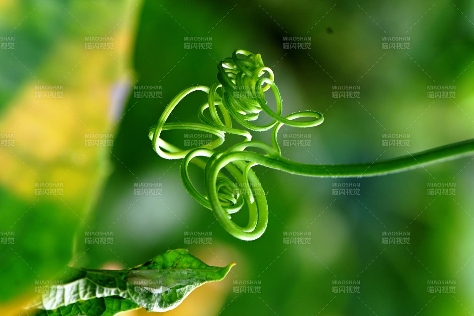 绿色藤蔓的自然卷曲图片