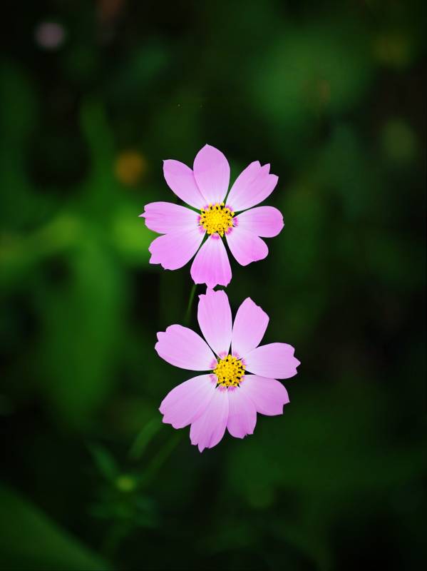 两朵粉色小花在绿叶中绽放图片
