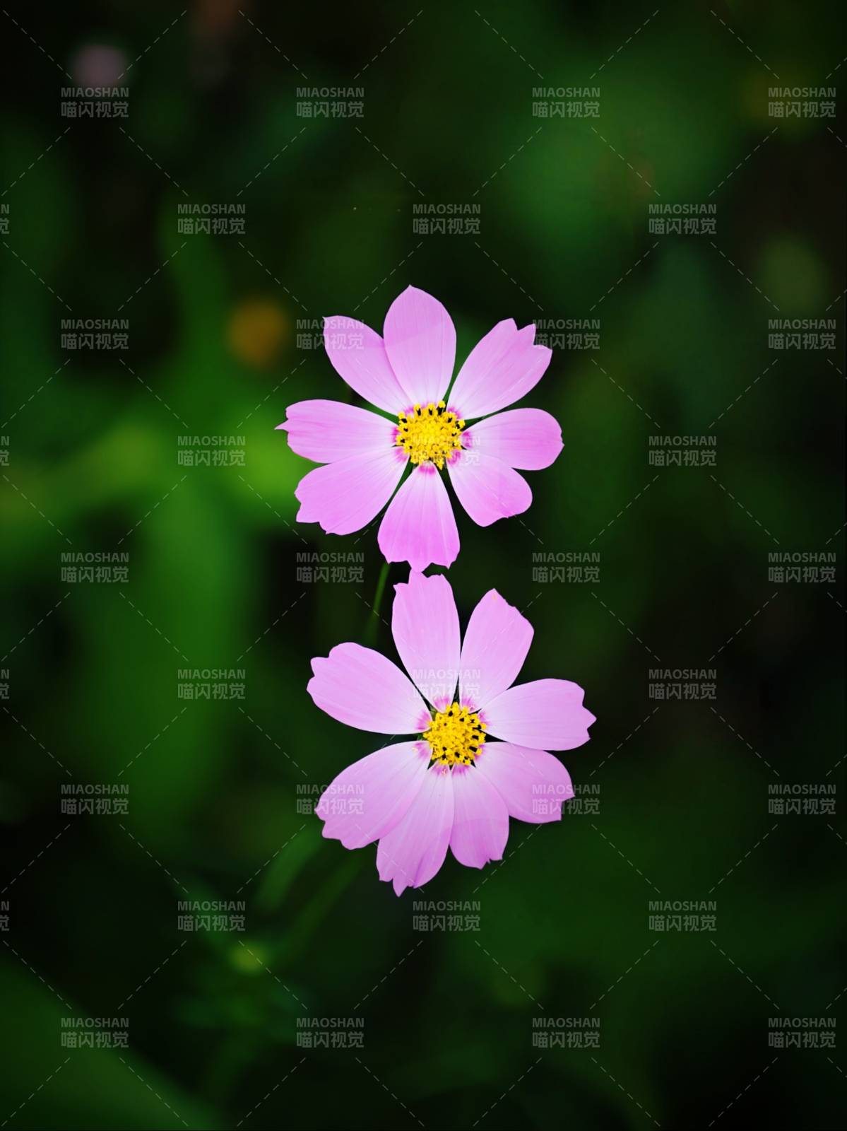 两朵粉色小花在绿叶中绽放图片