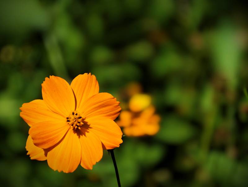 橙色花朵在绿叶中绽放图片