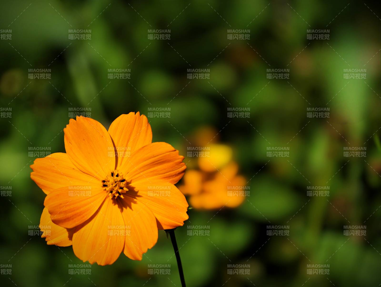 橙色花朵在绿叶中绽放图片