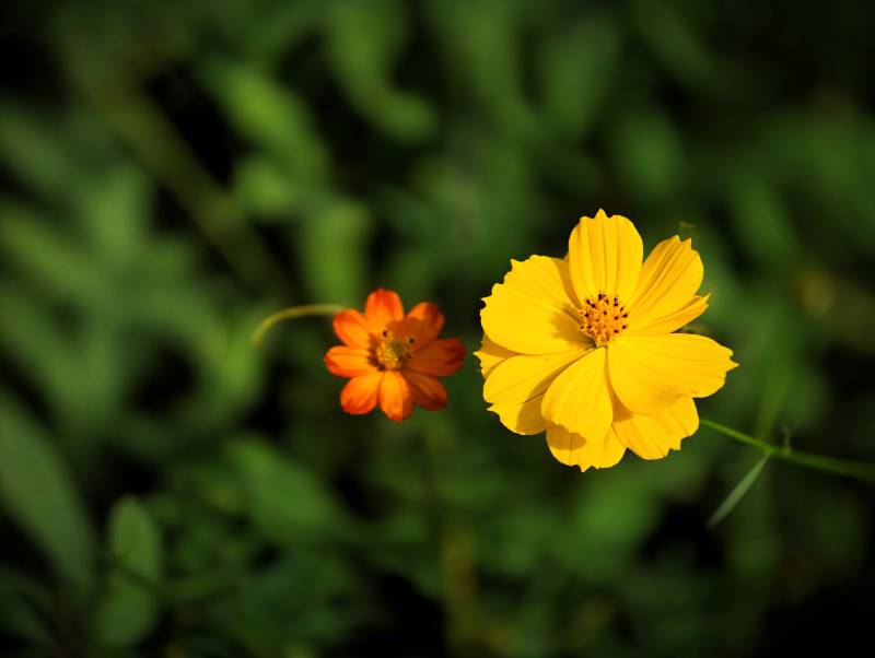 两朵黄色小花在绿叶中绽放图片