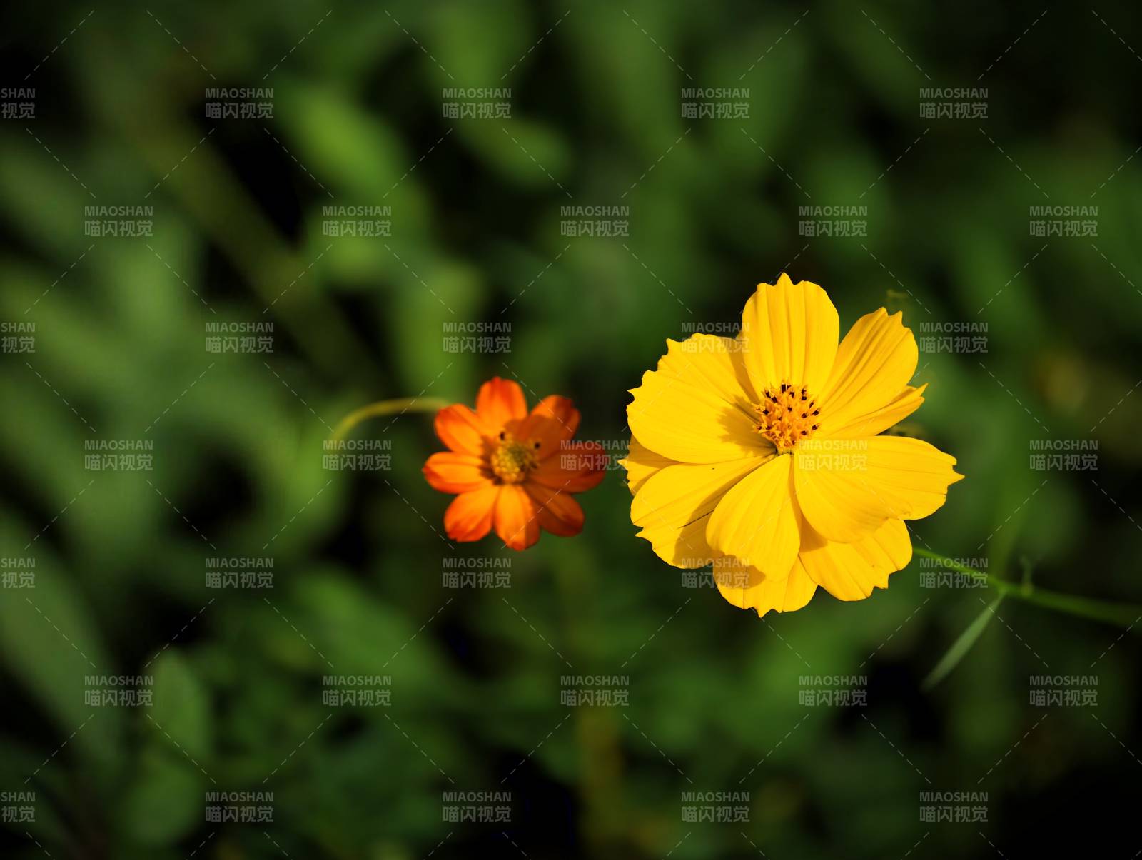 两朵黄色小花在绿叶中绽放图片