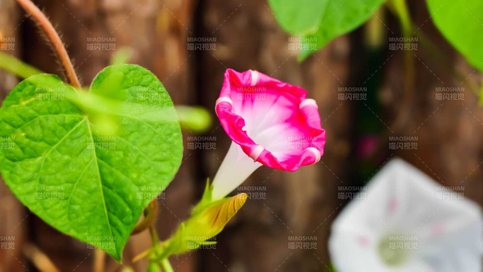 牵牛花的美丽瞬间图片