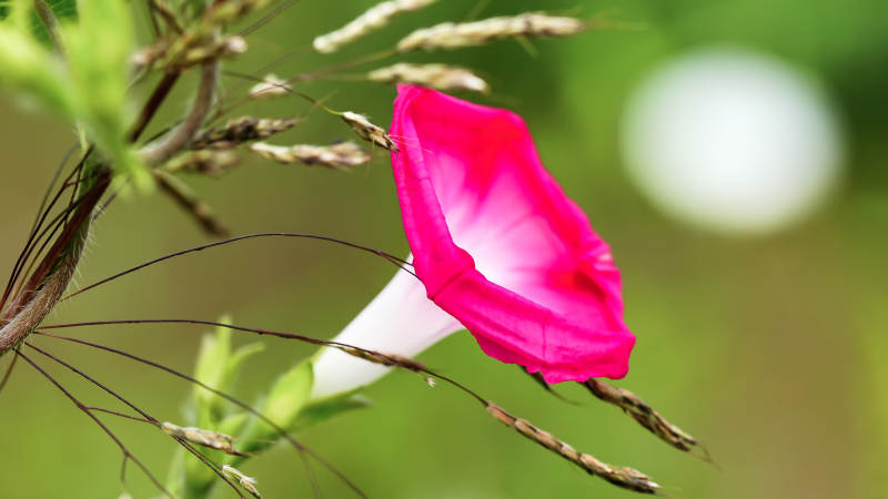 粉色牵牛花的美丽瞬间图片