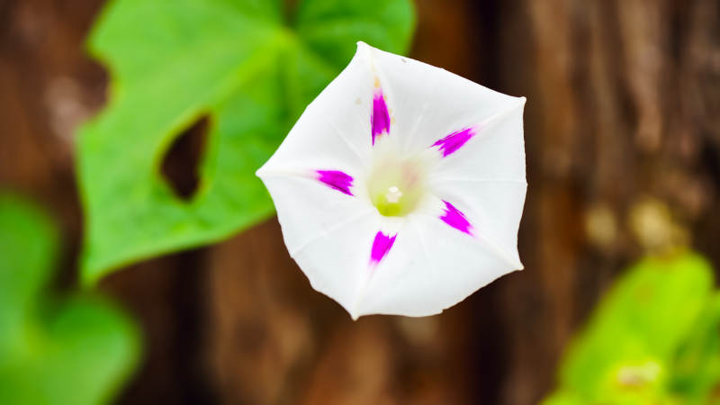 白色牵牛花的美丽瞬间图片